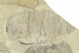 Eurypterus (Sea Scorpion) Fossil - Ukraine #271270-2